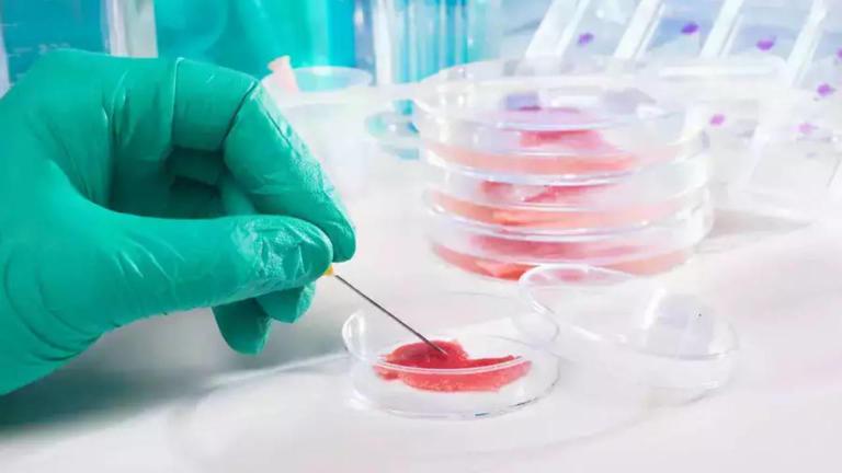 Scientists make cells from an 80-year-old donor appear young, advancing ...