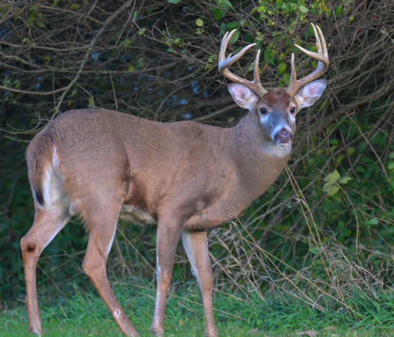 Ohio deer hunters see big jump in harvest, 10 counties lead way