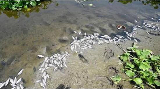 Dead fish in Yamuna near Burari raise alarm over Delhi river’s water ...