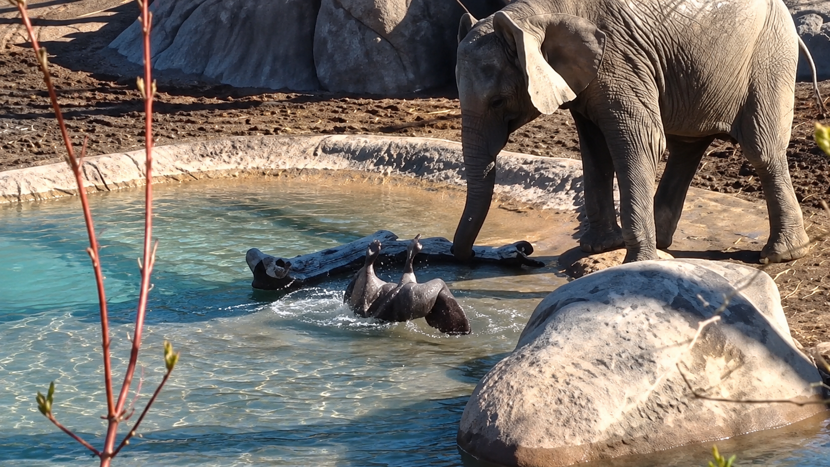 Watch this brave goose square off against an elephant