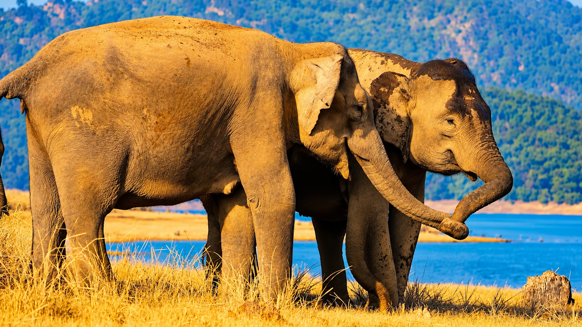Two Asian elephants sharing a gentle moment beside a beautiful lake