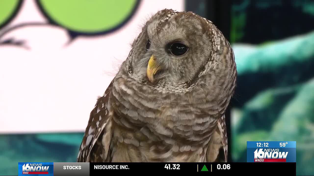 Potawatomi Zoo’s Zoo Boo kicks off this weekend