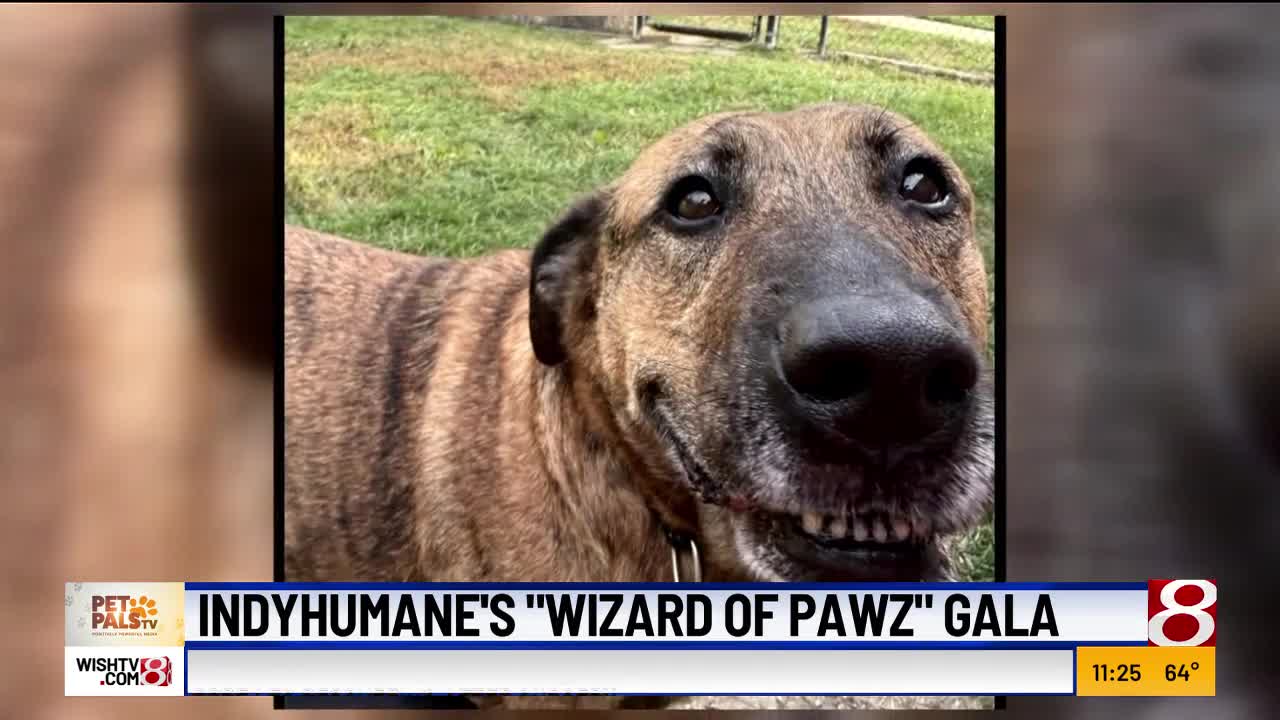 Pet Pals TV: IndyHumane's 'Wizard of Pawz' gala
