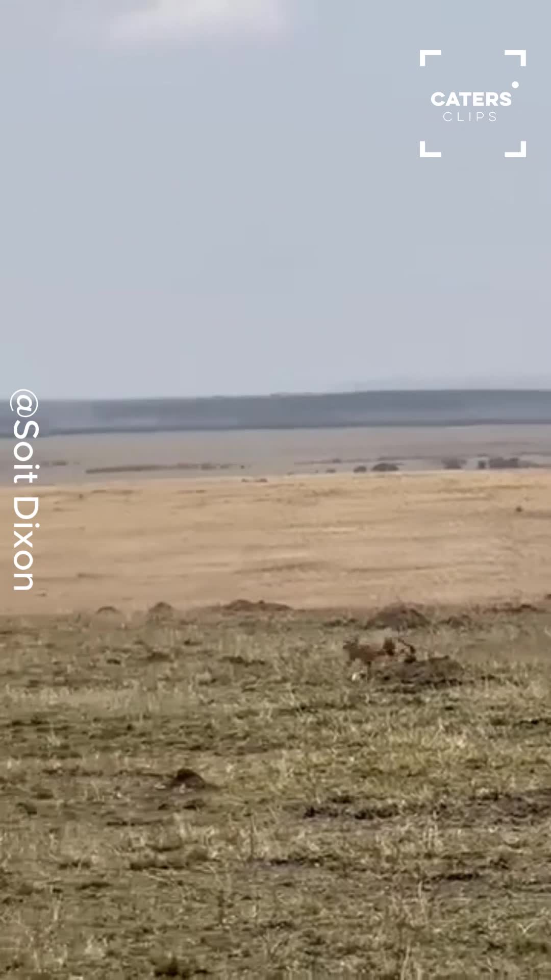 Mother wildebeest fights back