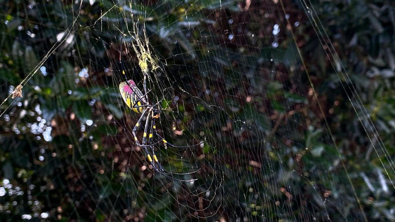 Invasive Joro spiders spread across western North Carolina