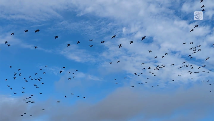 Massive flock of geese take to the Stittsville, ON skies