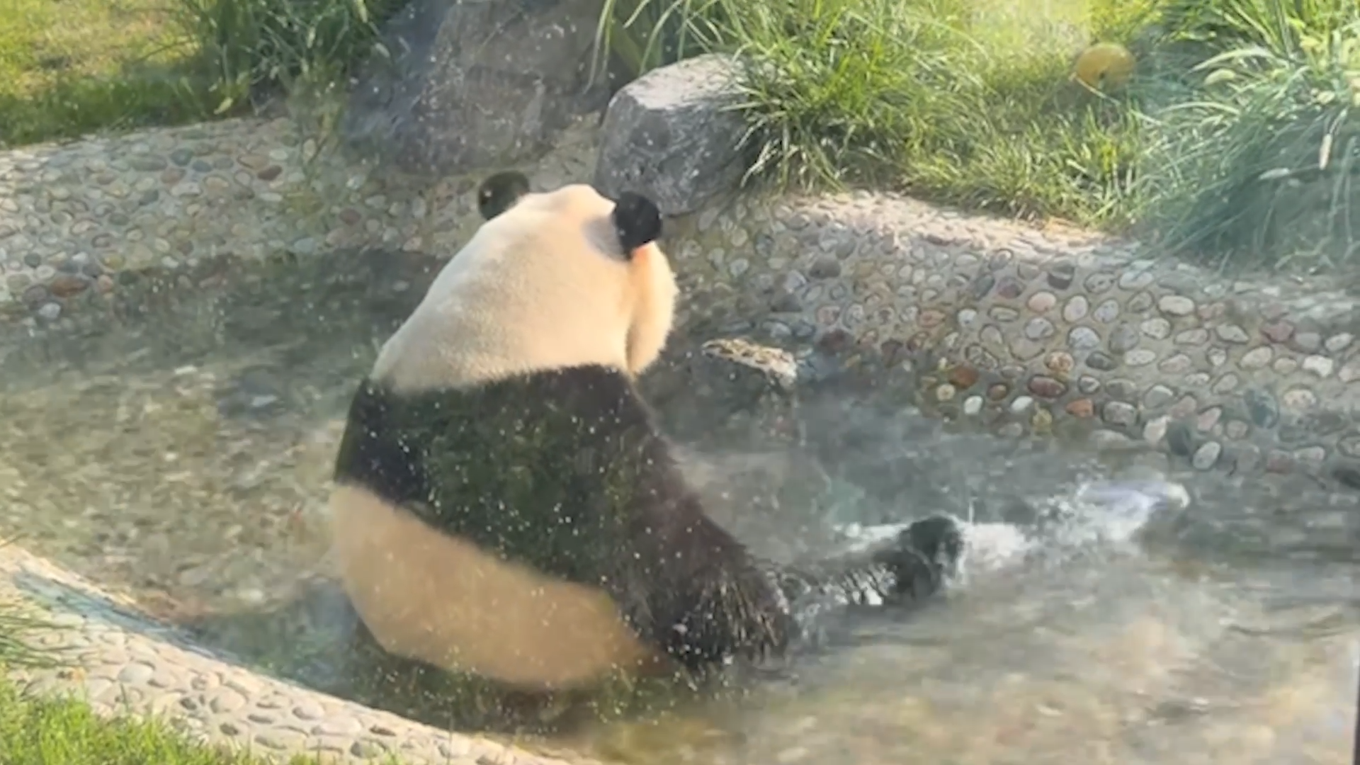 Playful panda entertains itself with its own feet in zoo paddling pool