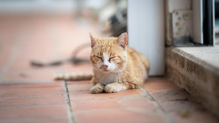 Sick, cold stray cat turns to a human for comfort in his final moments ...