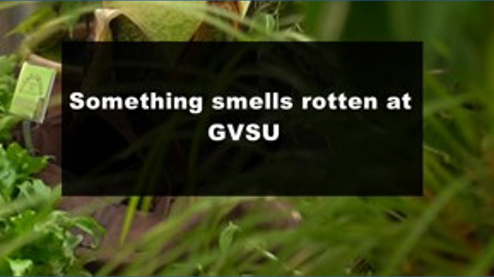 Corpse plant blooms at GVSU