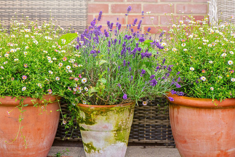 George and Amal Clooney’s terracotta planters add warmth to a winter ...