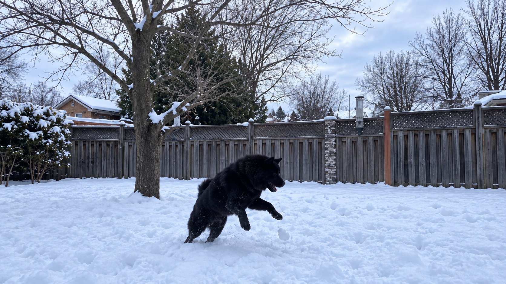 Cute chow chow dog playing in the snow and backyard