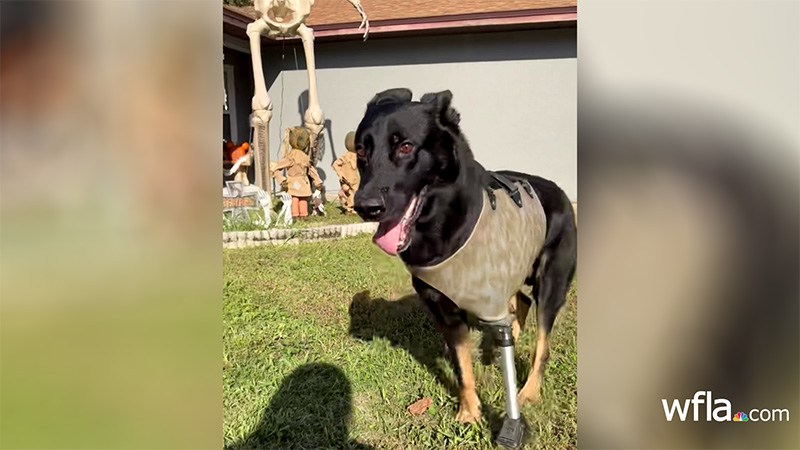 Back on 4 legs: How former Polk K9 Ace got new prosthesis after being shot