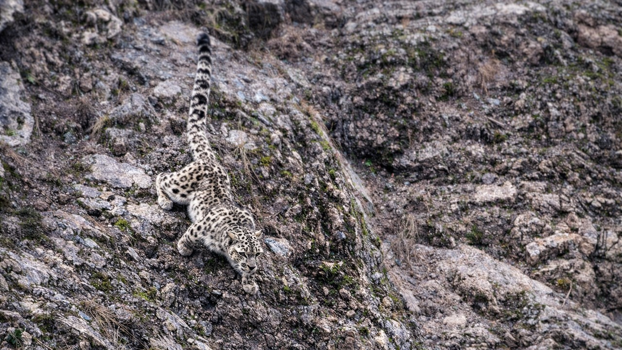Watch what happens when a snow leopard uses a 50-foot leap to cross the ...