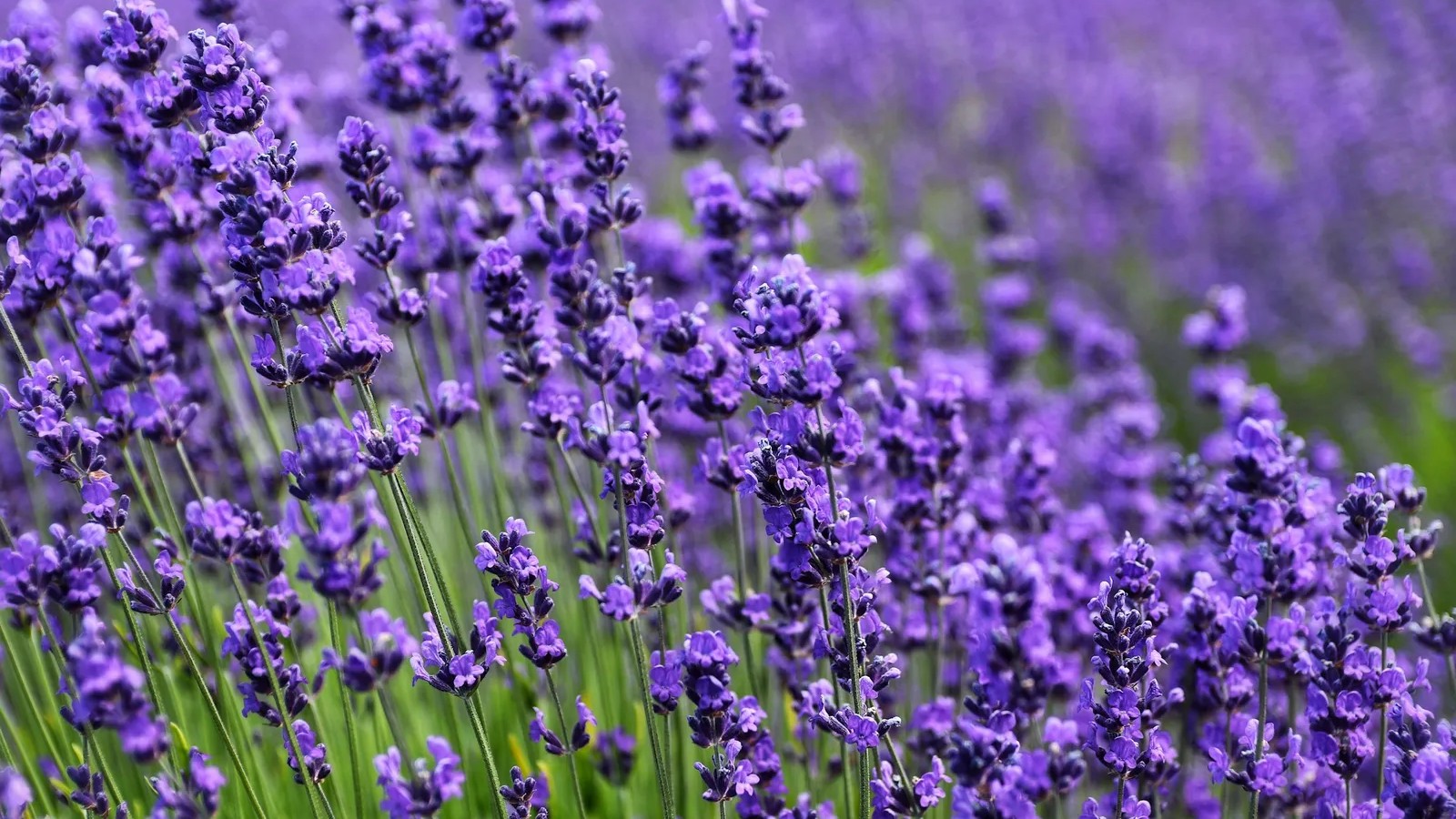 7 herbs that survive neglect better than you'd expect