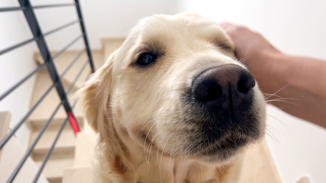 Golden retriever has a morning routine