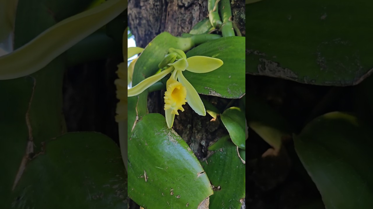 I hand-pollinated a vanilla orchid 🌱