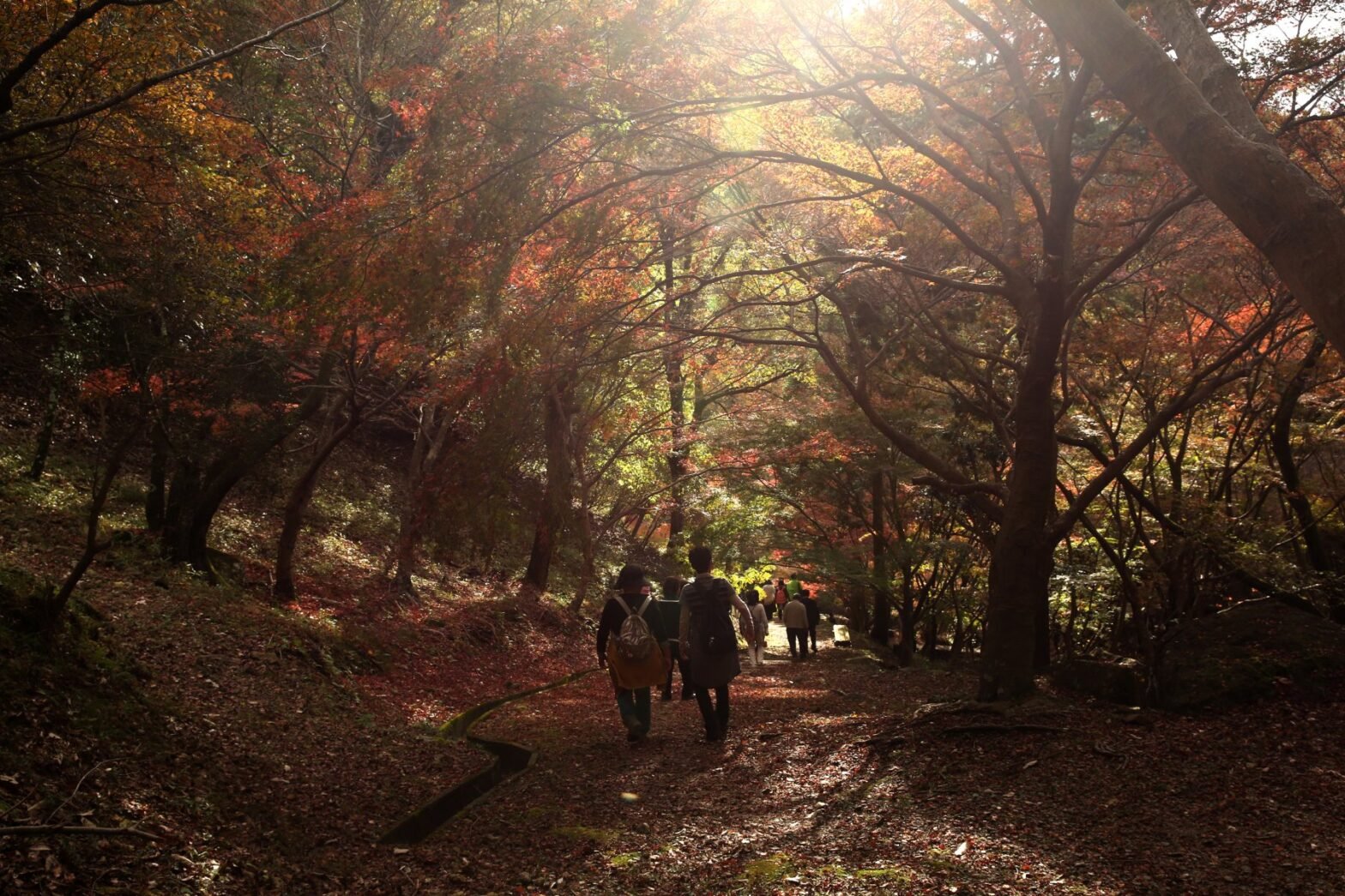 Momiji season: The luxury case for Tokyo and Kyoto in autumn