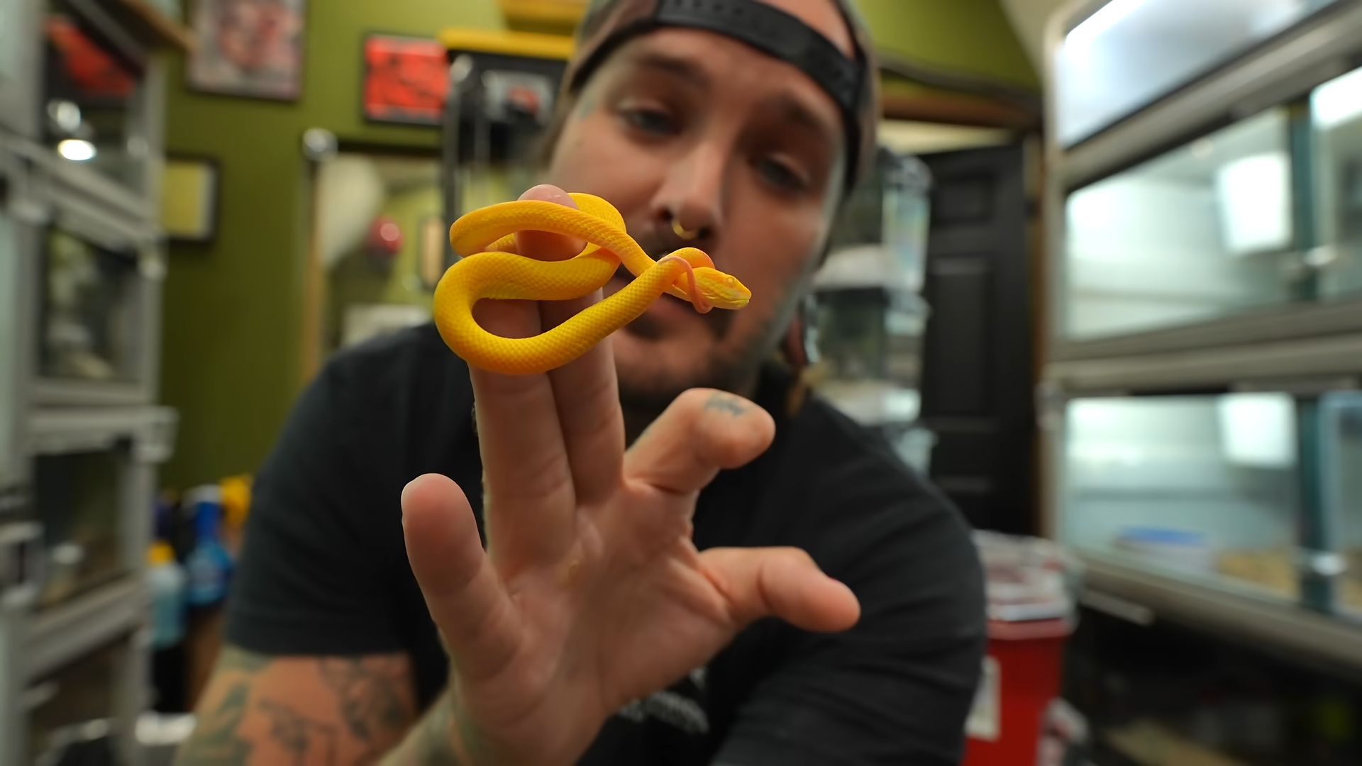 These bright yellow vipers are beautiful but venomous... here's what ...