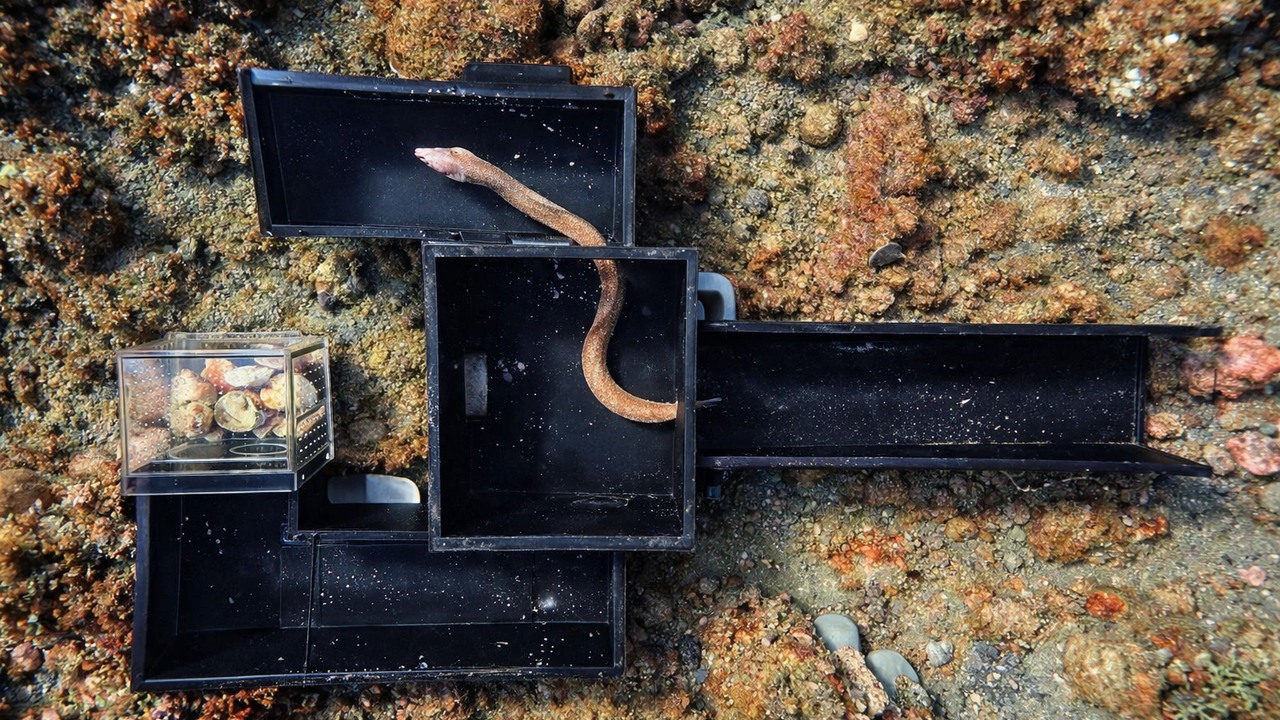 A moray grabs a fish head inside the maze — then drops its prize while ...
