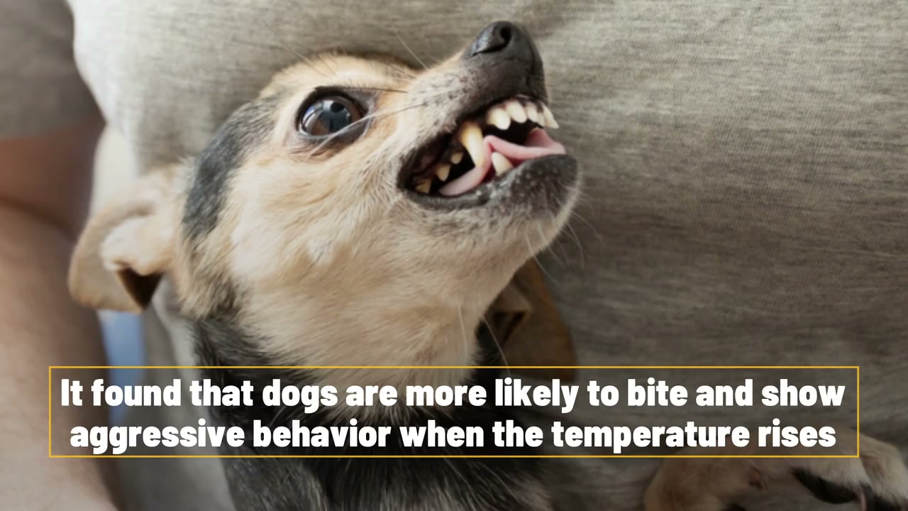 Dogs bite more in hot weather