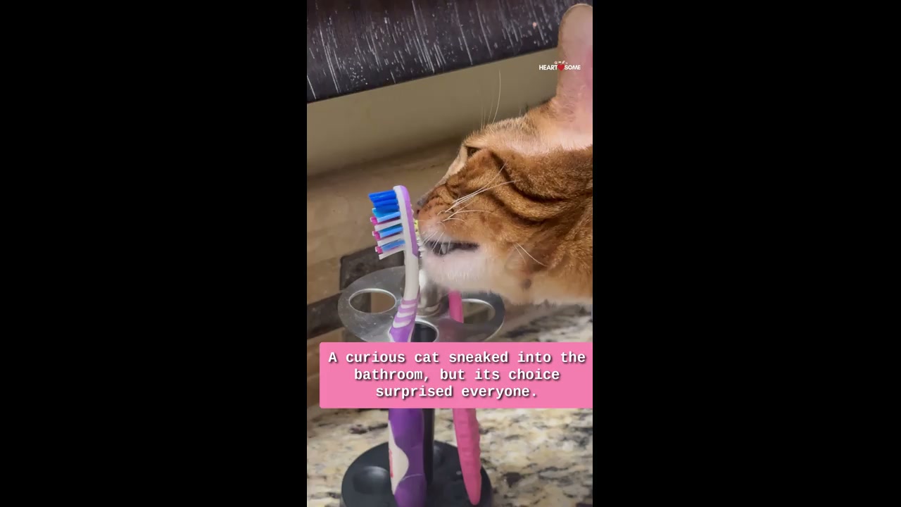 Inquisitive Bengal cat found in bathroom