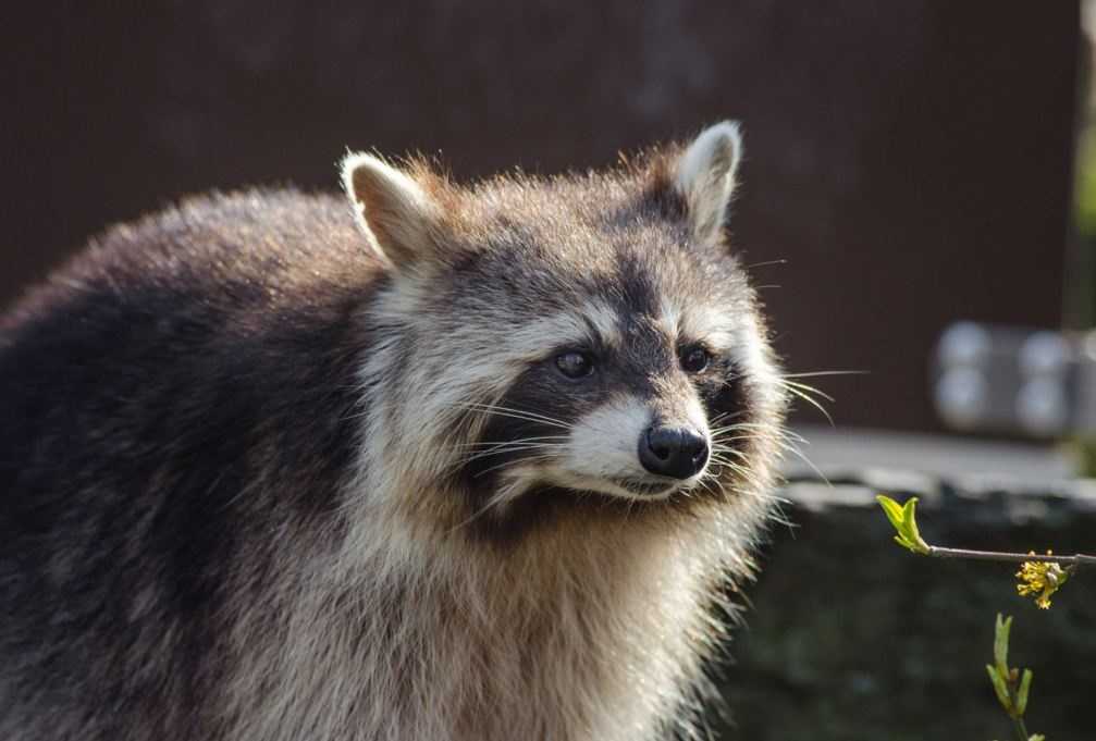 Town issues rabies advisory after raccoon tests positive