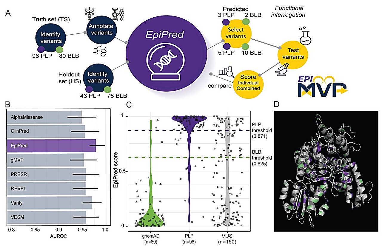 AI tool helps identify harmful epilepsy genetic variants