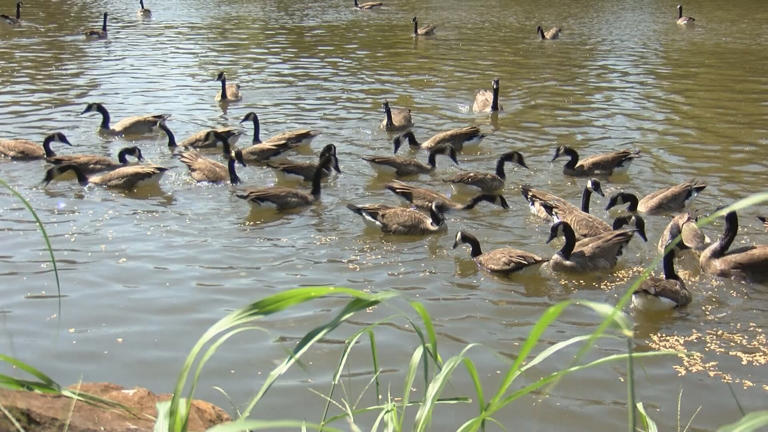 Hunters & public asked to report sick waterfowl during fall migration