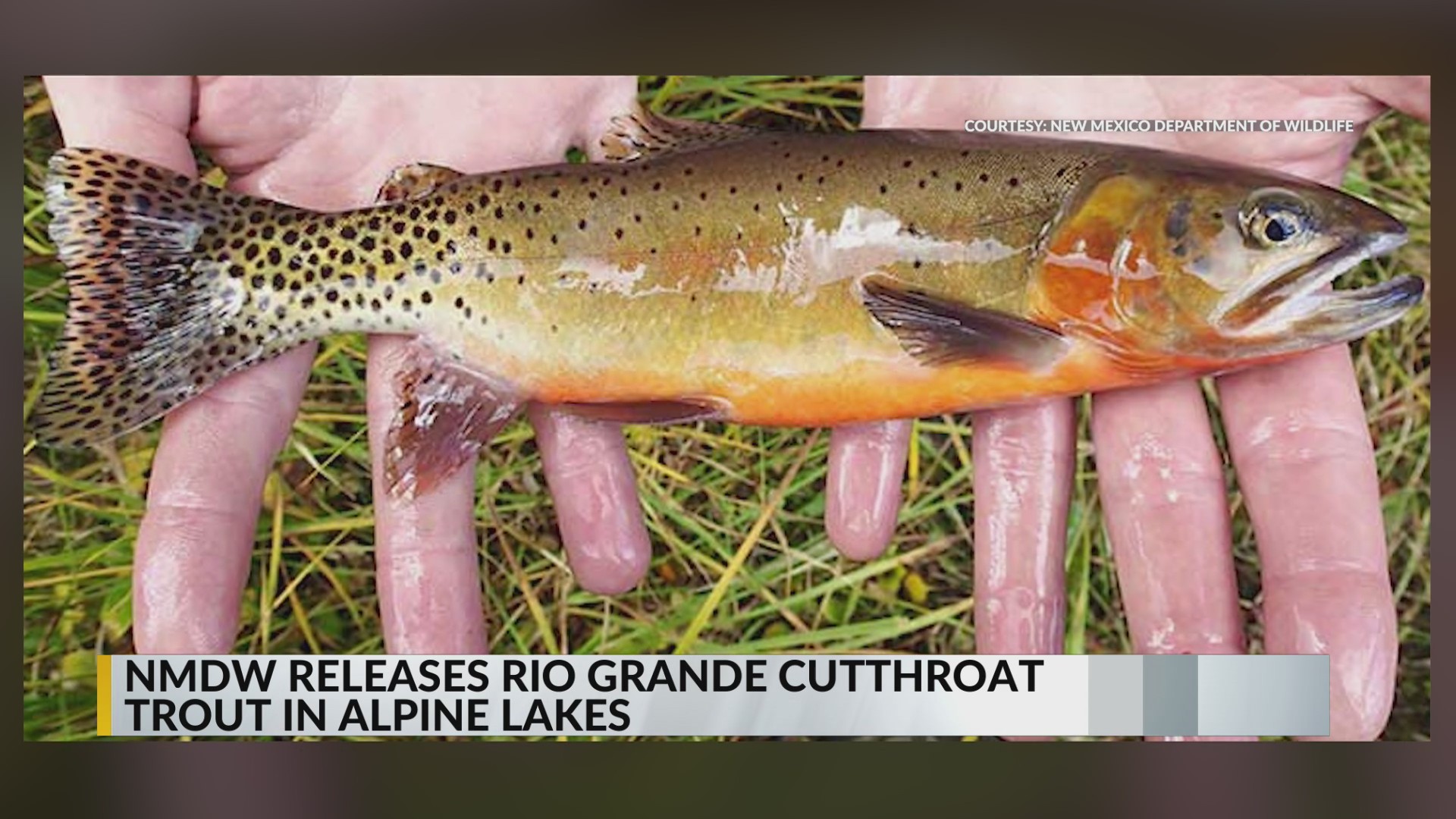 New Mexico's alpine lakes restocked with cutthroat trout