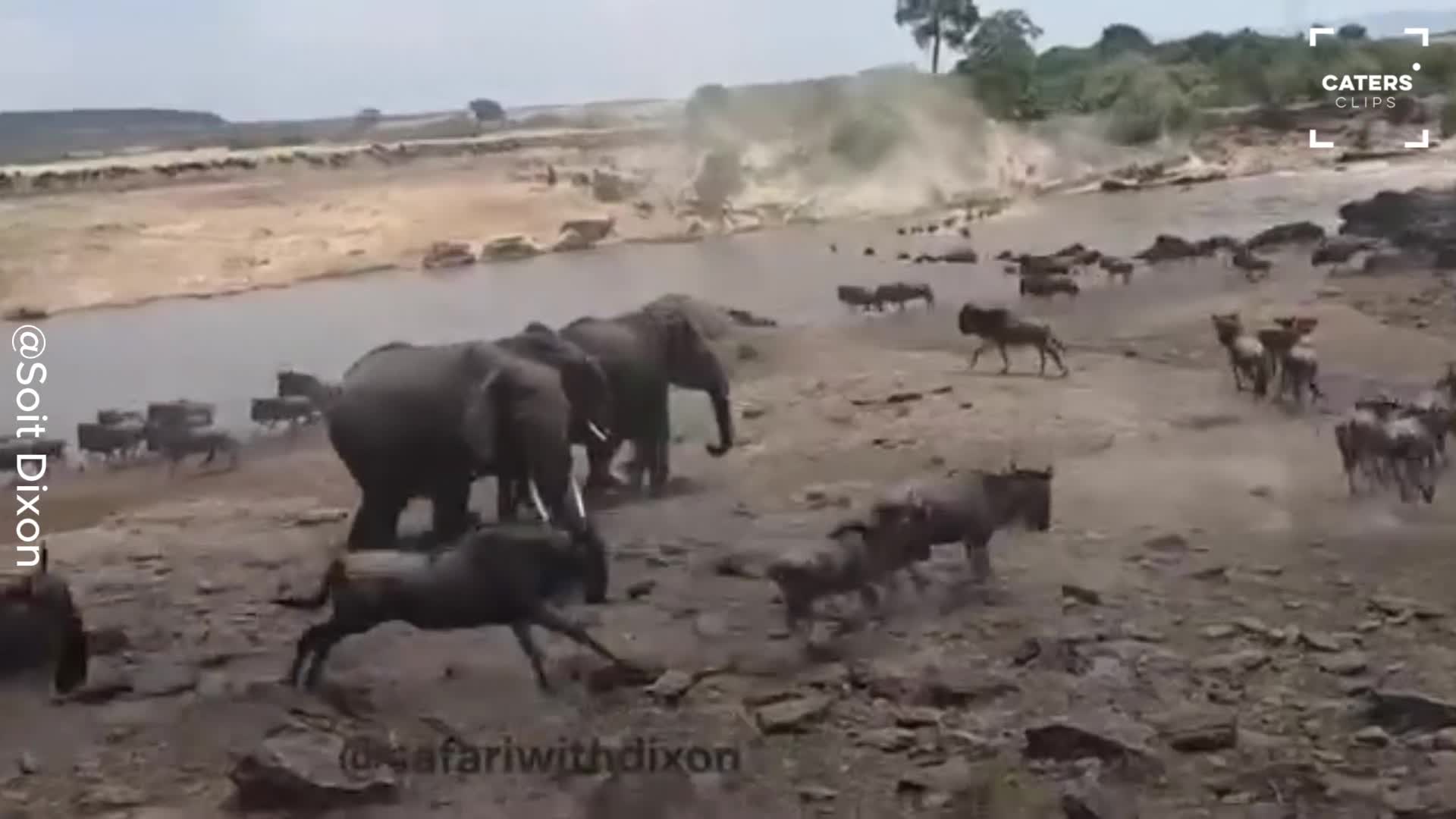 Elephant finds itself surrounded by huge wildebeest migration