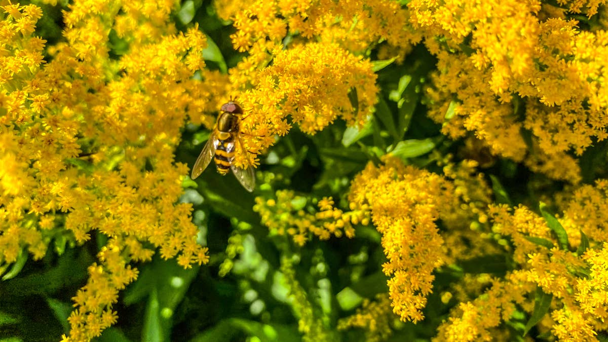 5 perennials you shouldn't cut back this fall for a wildlife-friendly ...