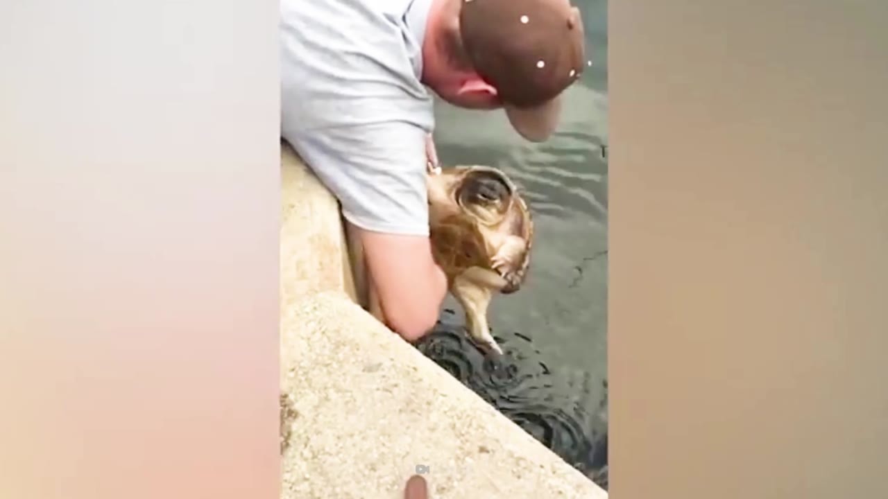 This turtle can reach 75 pounds and it doesn’t need teeth to deliver a ...