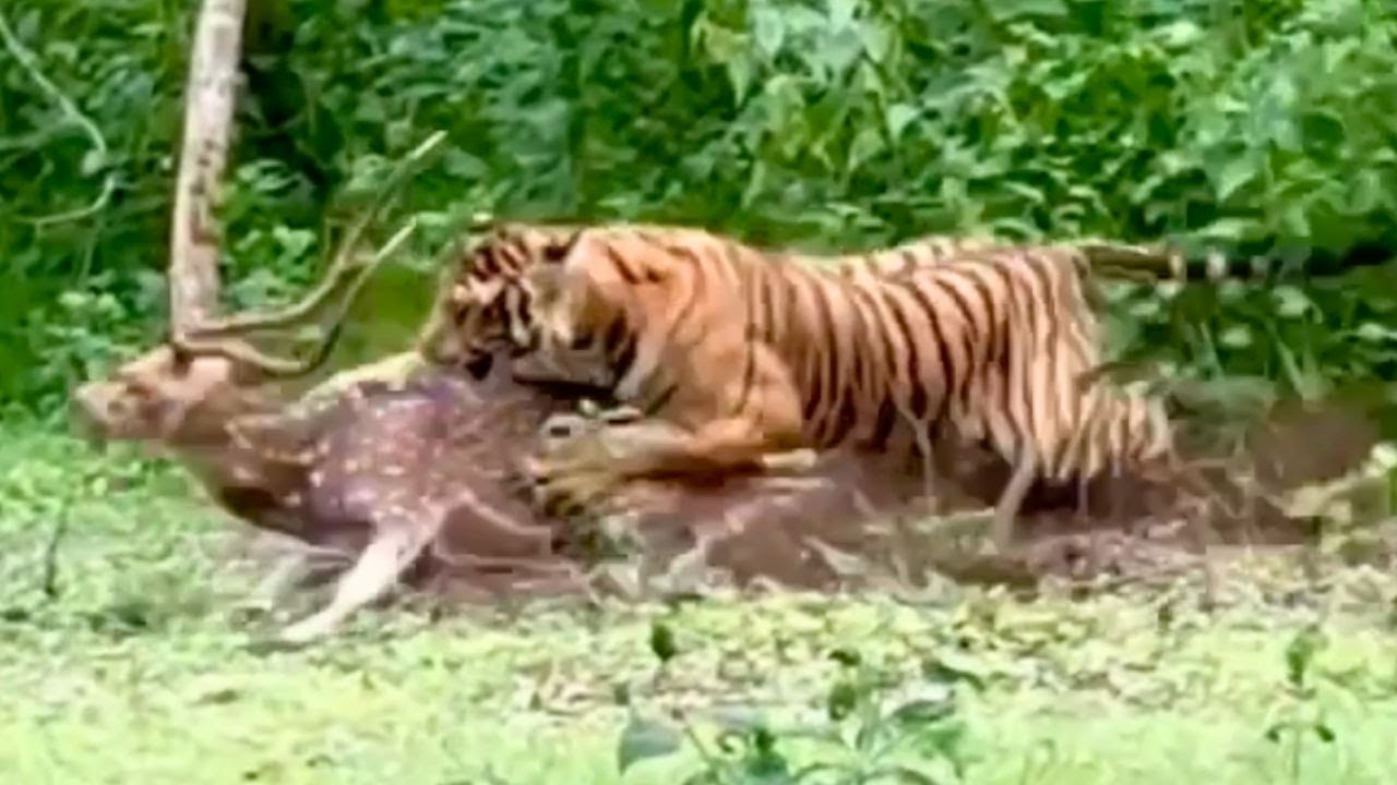 I saw a tiger’s stealth up close