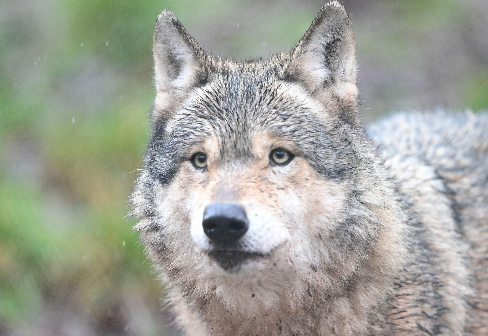 Residents urged to stay calm after suspected wolf sighting in Hamburg