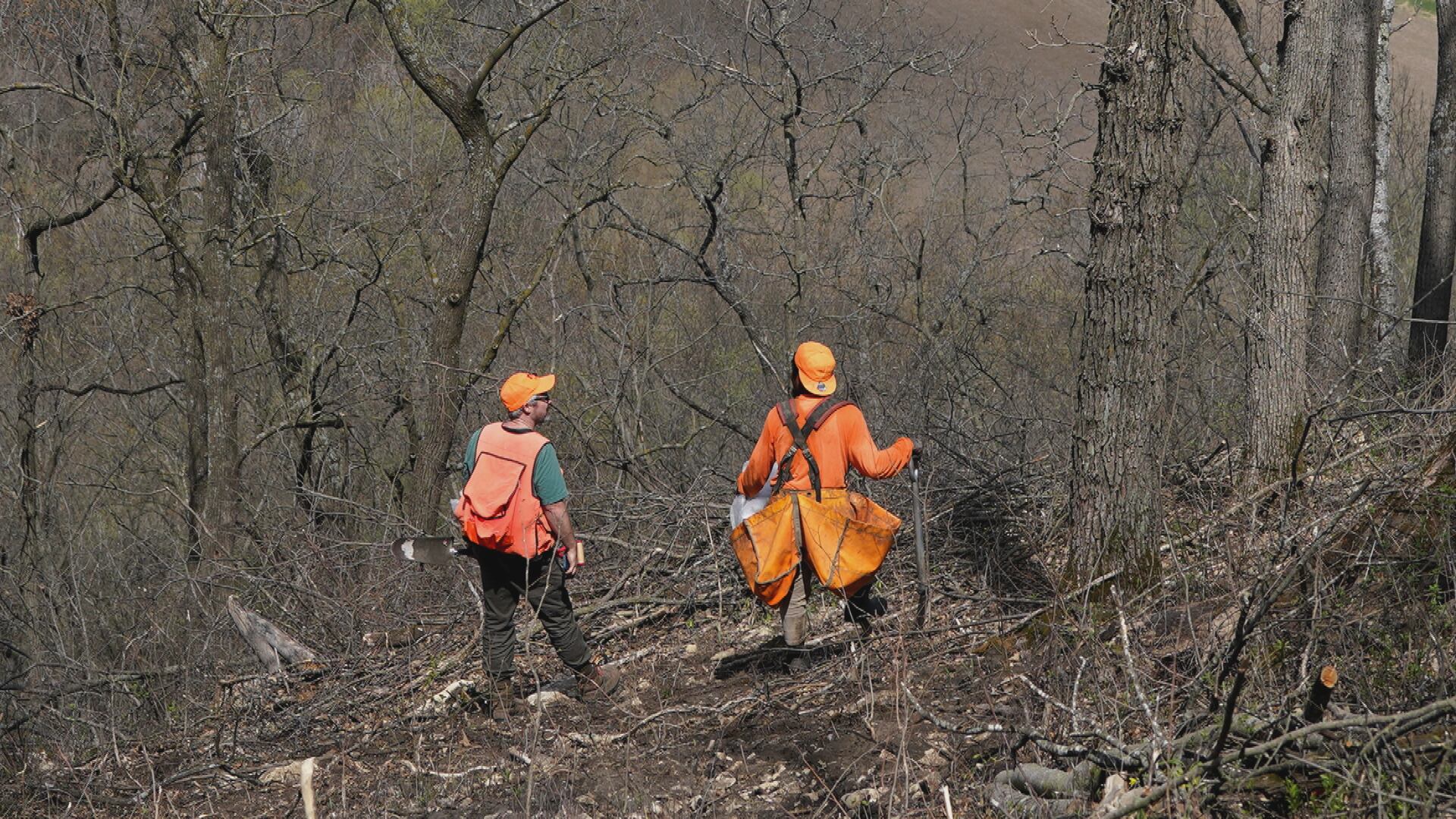 MN DNR offering 3.5 million native tree seedlings for 2027 planting season