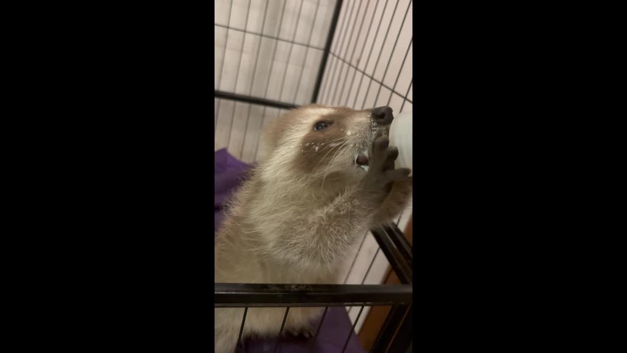 Raccoon kit suddenly vomits while being fed milk in Hunan, China
