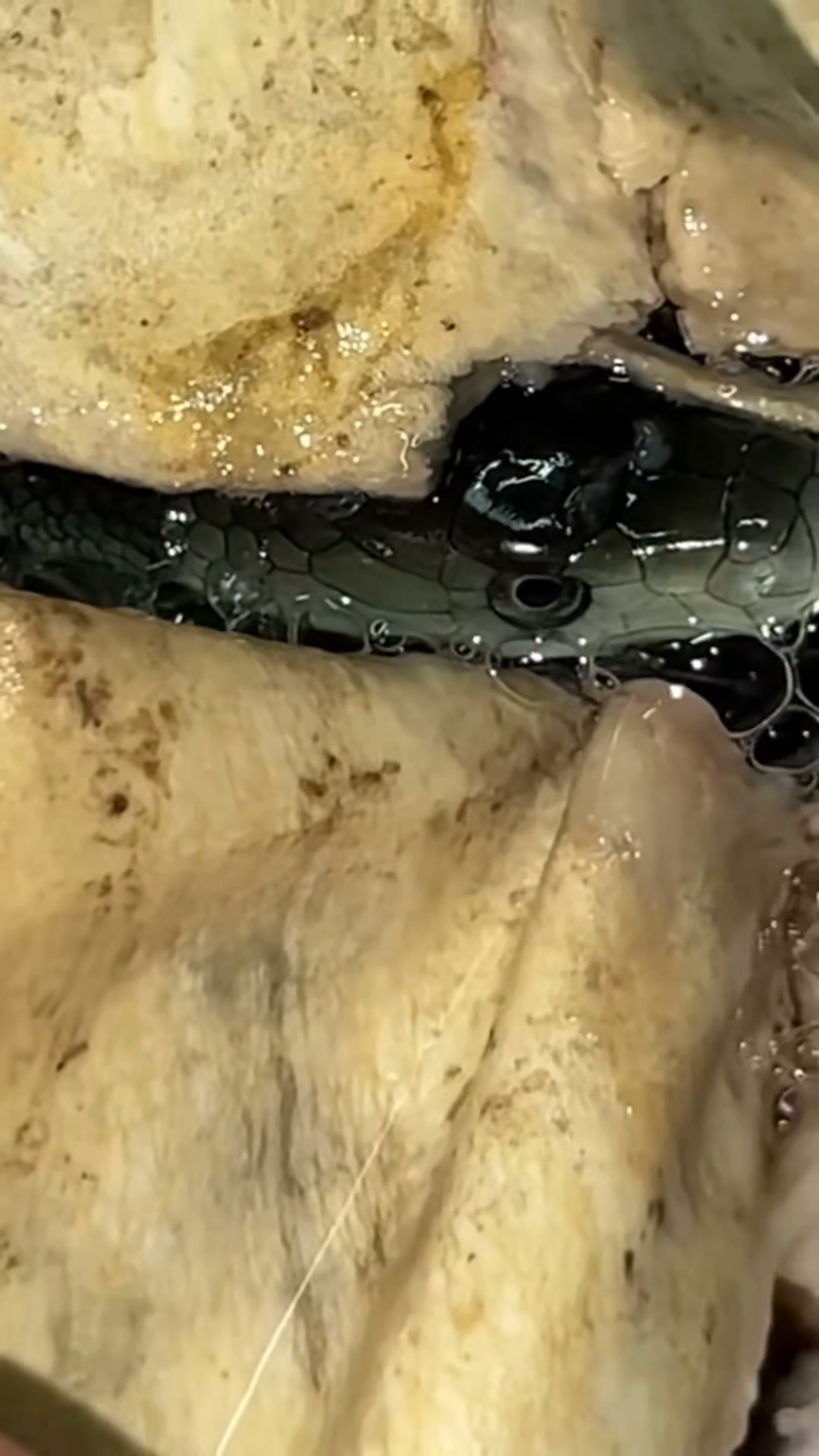 Hatching a black mamba