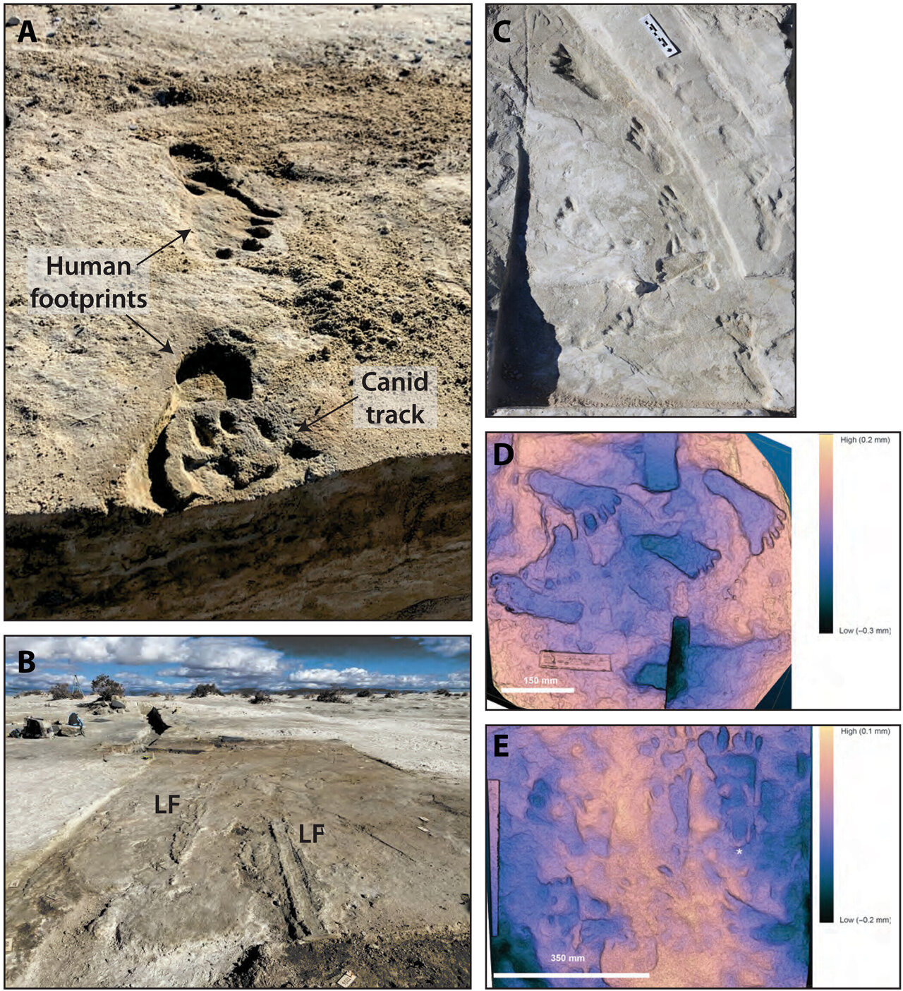 White Sands footprints suggest humans experienced abrupt environmental ...
