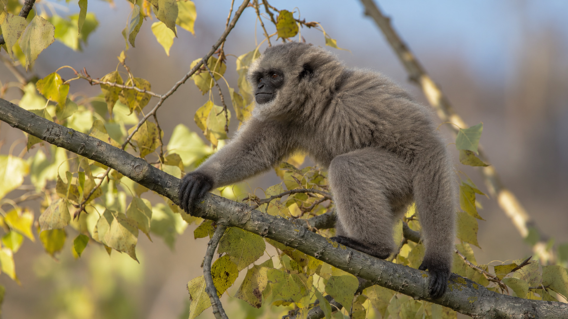 This autumn branch became part of a gibbon’s hidden path through the trees
