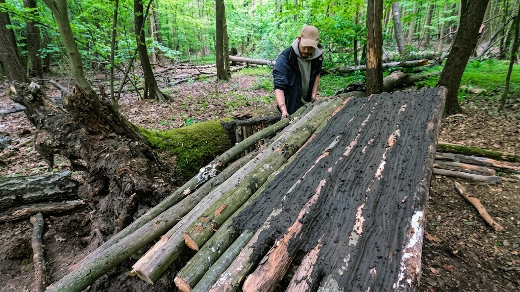 What can be built beneath the roots of a fallen tree?