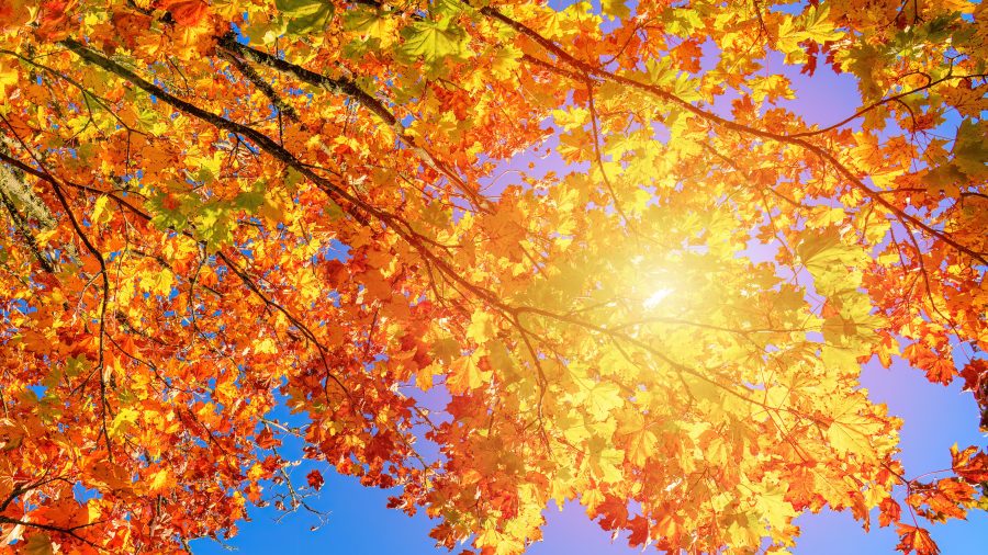 Got fall foliage pics? We want to see them