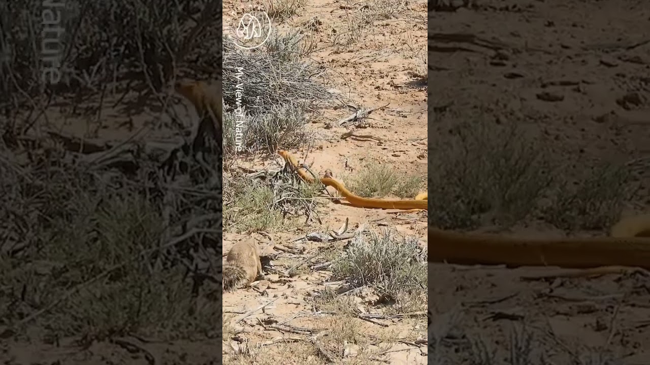 Tiny hero sends a cobra away 🐿️