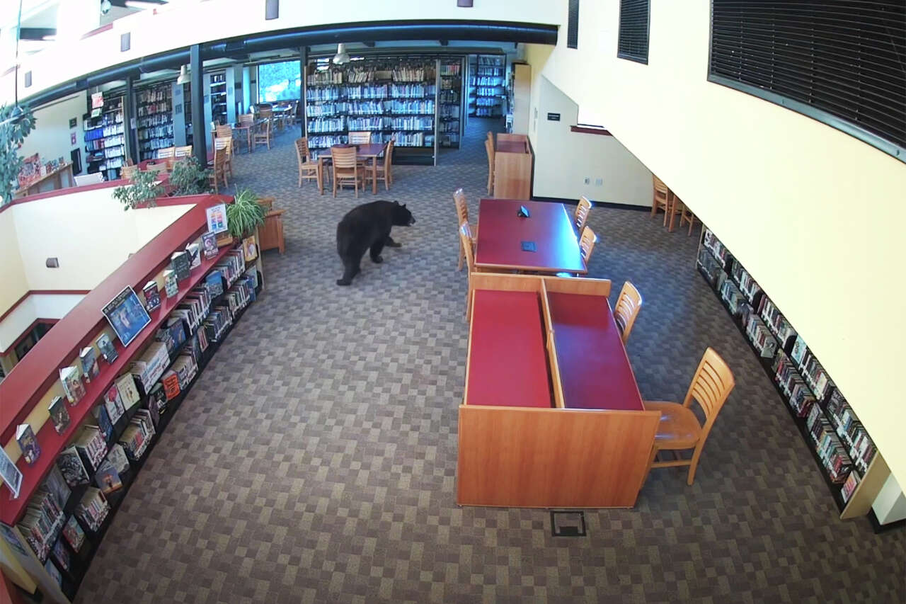 Black bear steals honey from California library on 'Winnie-the-Pooh' anniversary