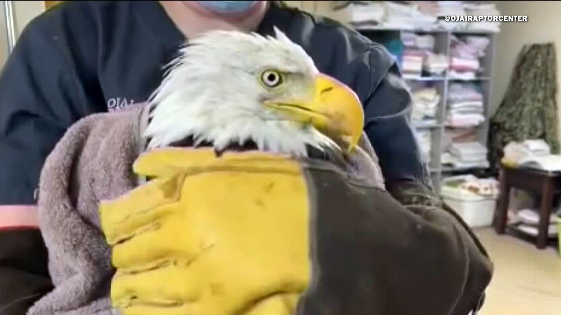 Bald eagle Jackie dies from avian influenza