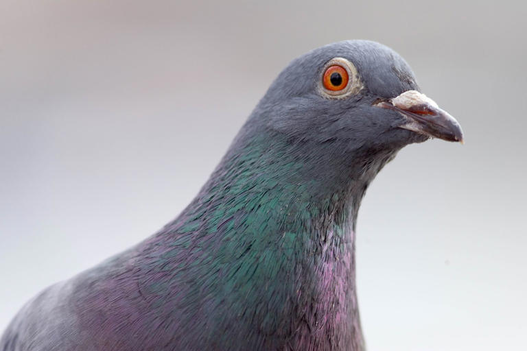 If you fancy owning a piece of pigeon-powered internet, it can be yours ...
