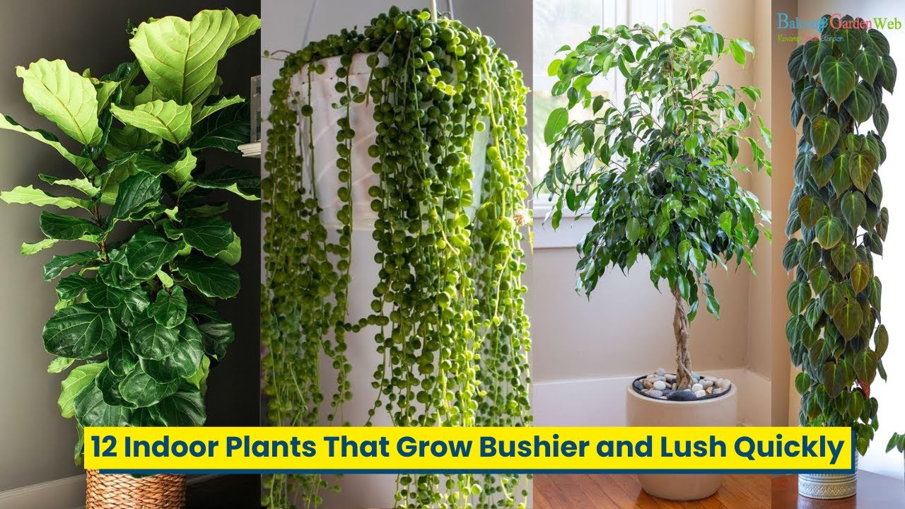 Discover 12 houseplants that develop beautiful foliage in no time