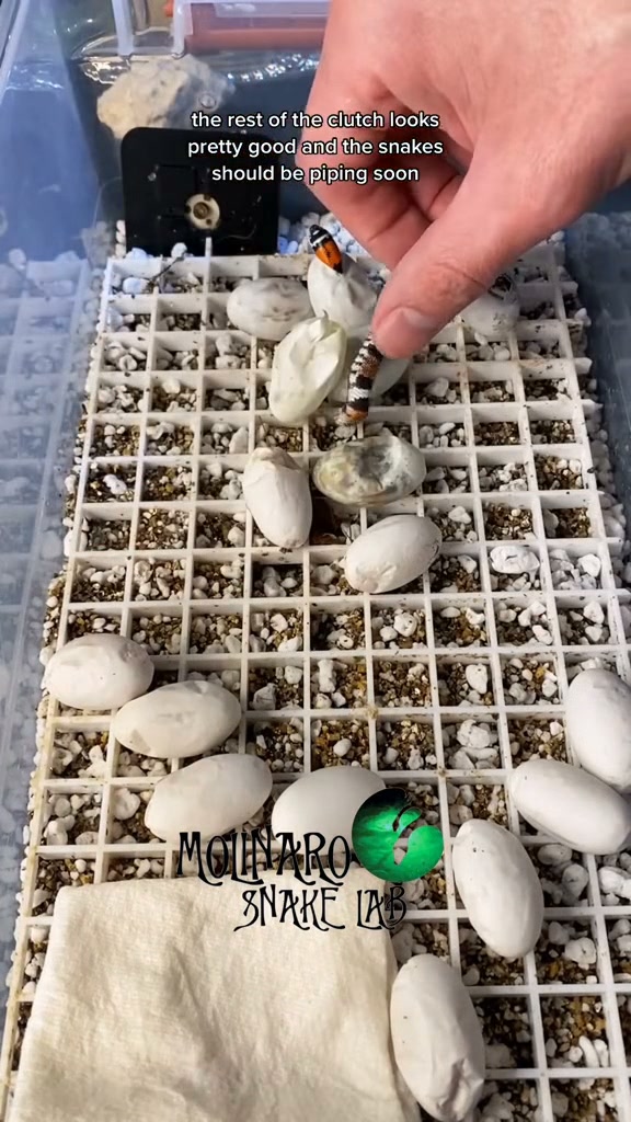 Something made a mess of this eggbox!