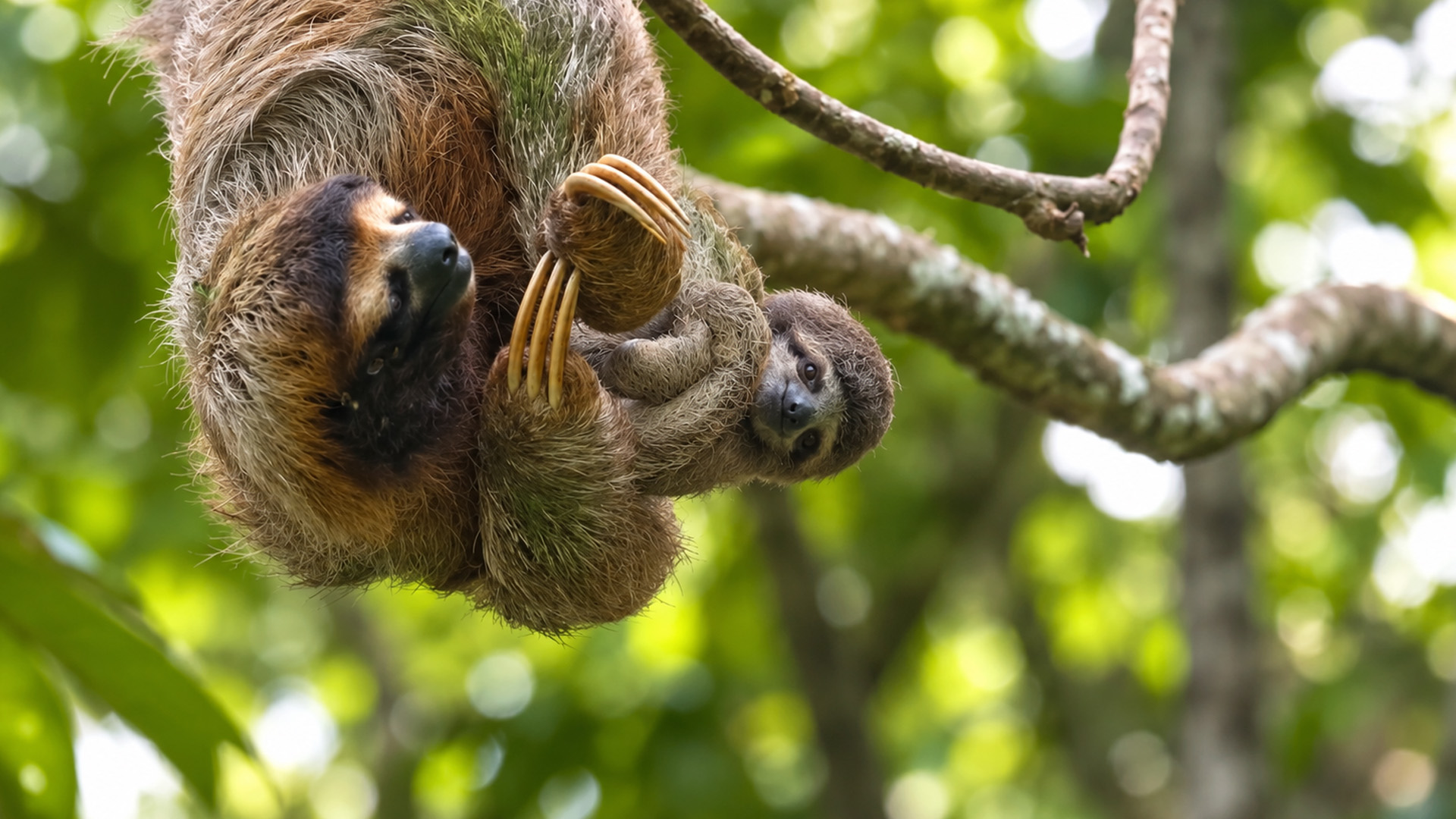 The sloth's long claws are hard to miss