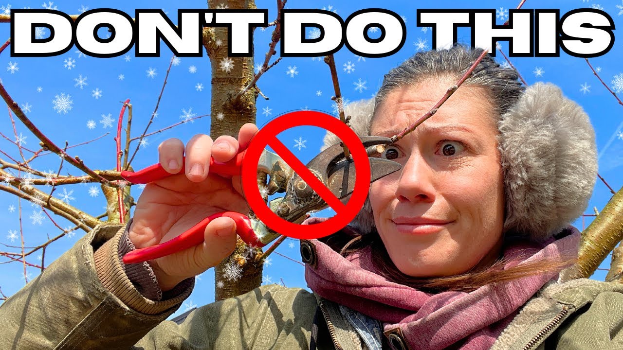 Stop making these winter pruning mistakes!
