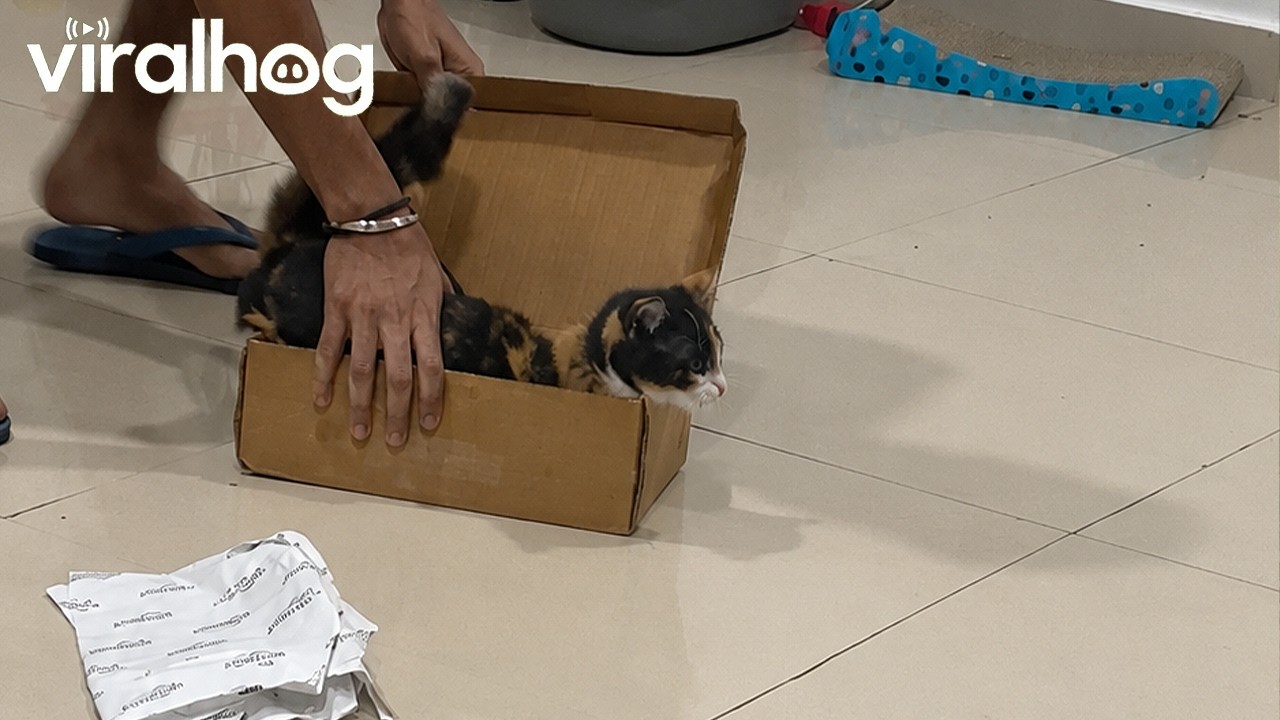 Meet the CatMobile, the ultimate ride for cats